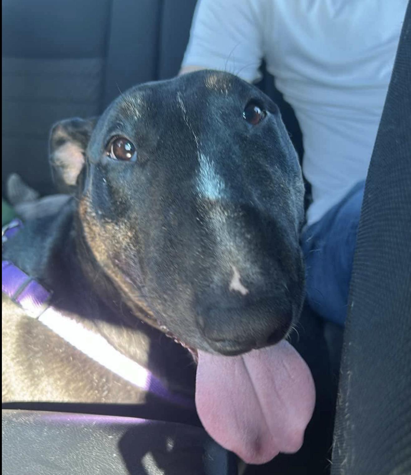 25-040 Wynter, a Adoptable Bull Terrier in Philadelphia, PA image 1/4