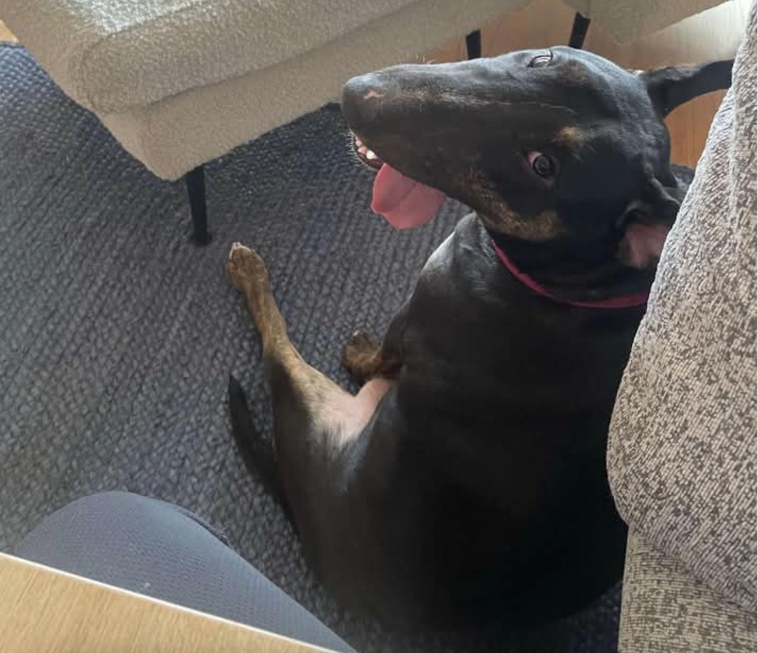 25-040 Wynter, Adoptable, Adult Female Bull Terrier.