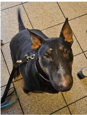 25-040 Wynter, Adoptable, Adult Female Bull Terrier.