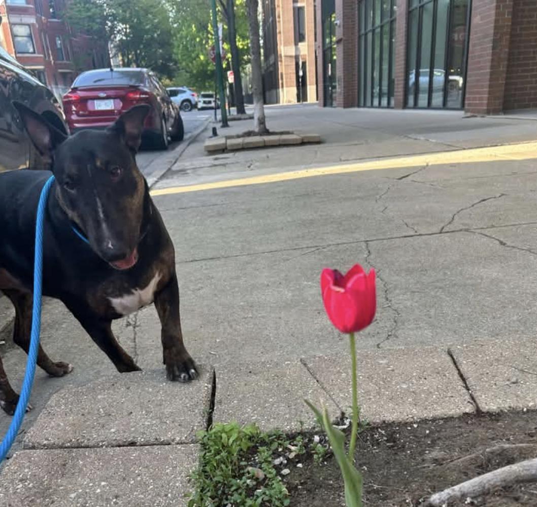 Enlarge 25-040 Wynter, a Adoptable Bull Terrier in New York, NY image 4/4