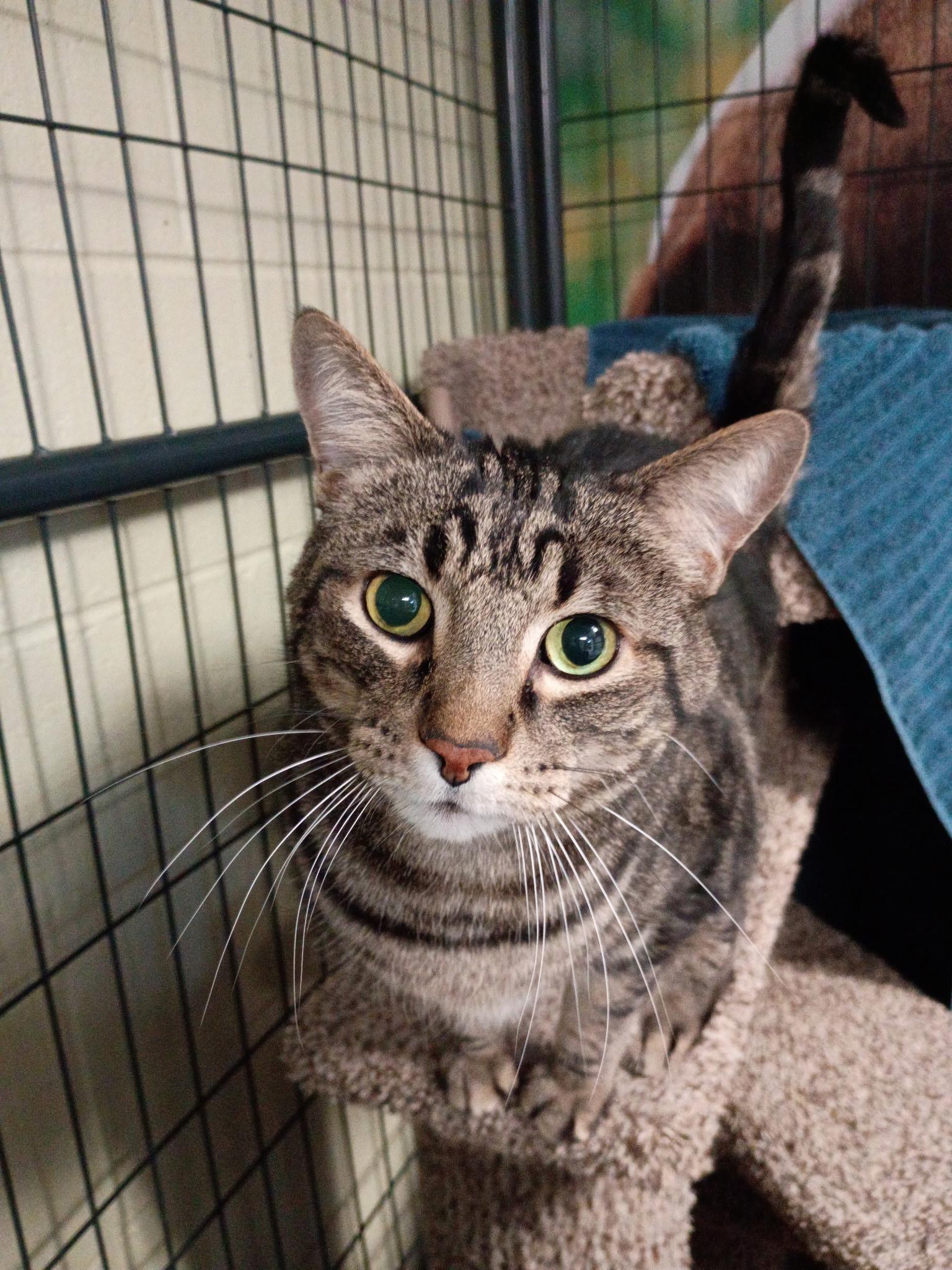 Enlarge Cairo, an adopted Domestic Short Hair in Holland, MI image 1/2