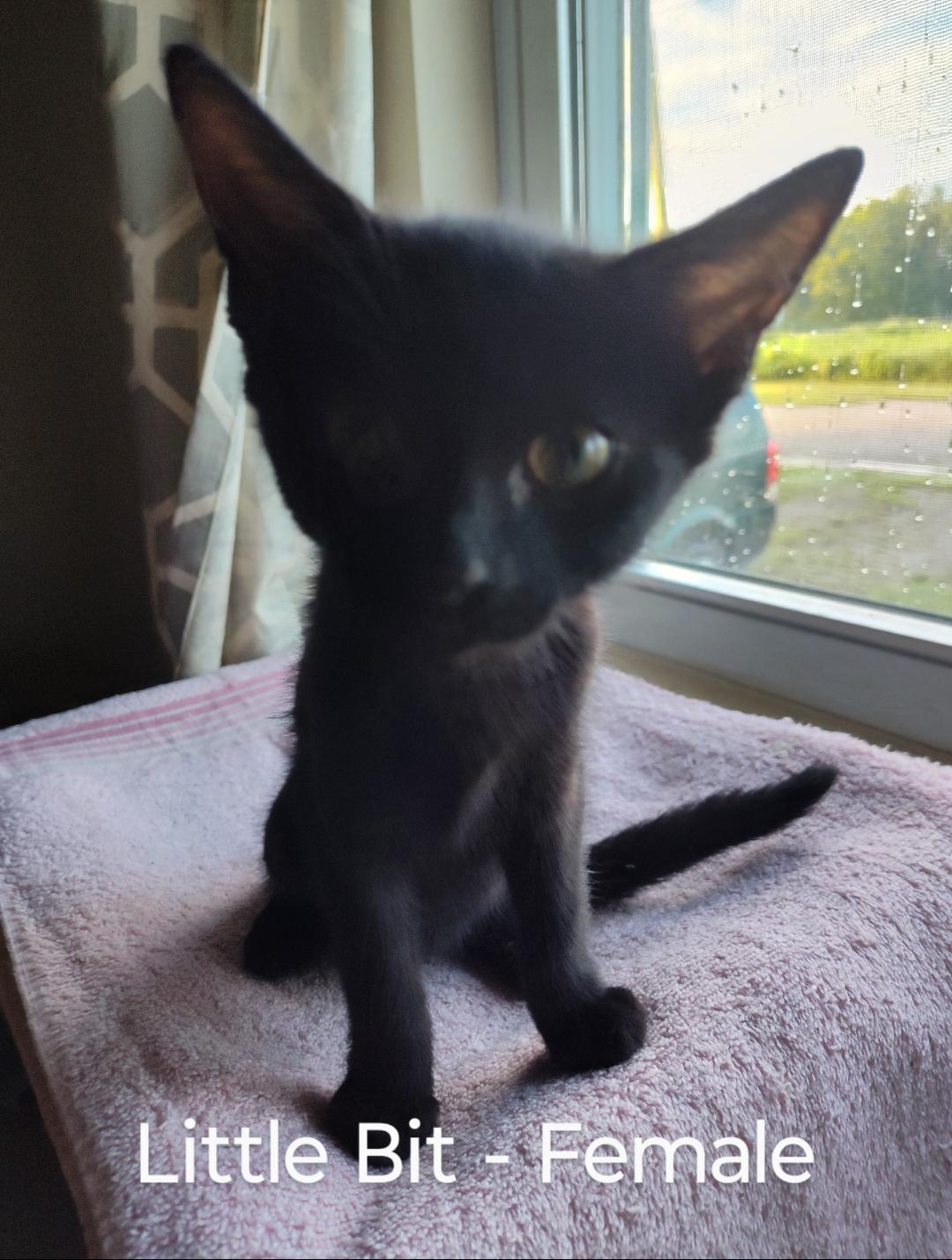 Little Bit (urgent courtesy listing)