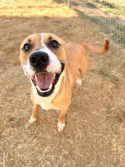 Enlarge DOLLY BARKTON, a Adoptable mixed breed in Killeen, TX image 1/1