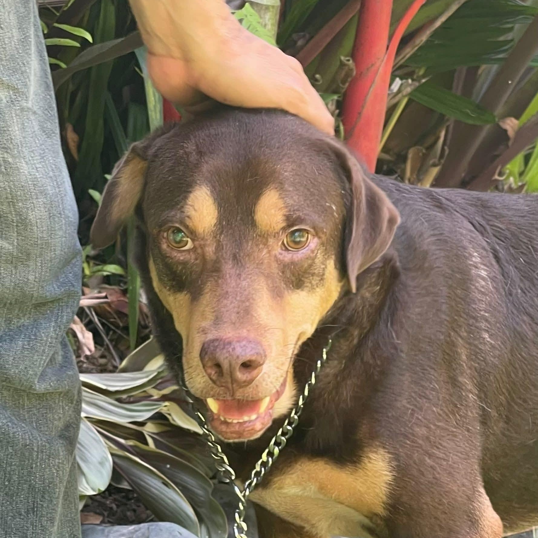 Brownie, Adoptable, Adult Male Labrador Retriever.