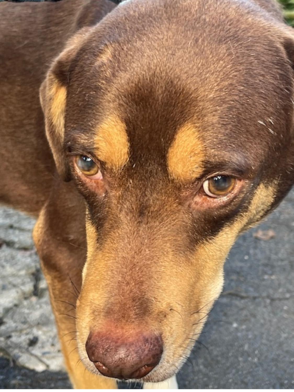 Brownie, a Adoptable mixed breed in Annapolis, MD image 2/4