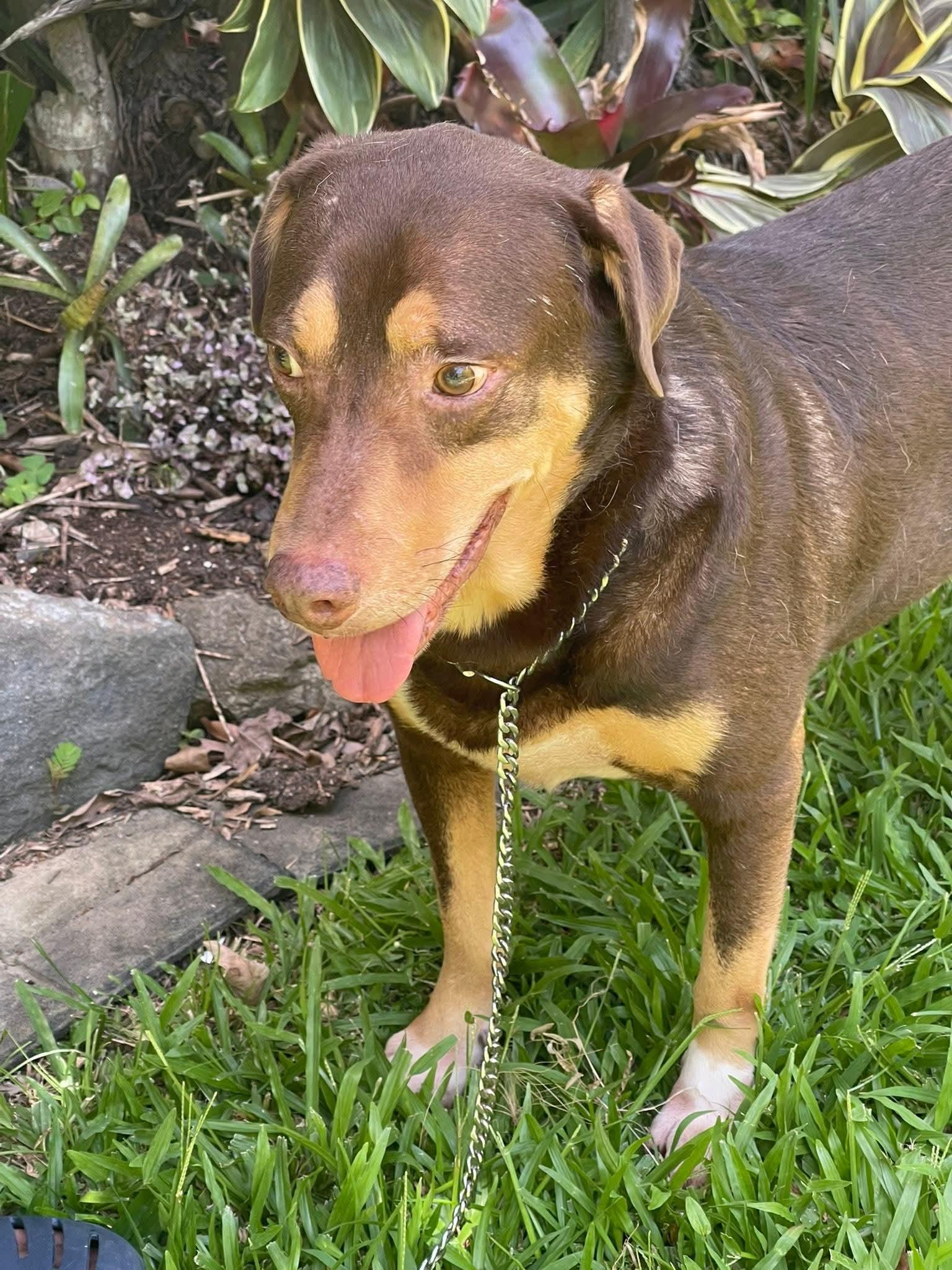 Enlarge Brownie, a Adoptable mixed breed in Annapolis, MD image 2/6