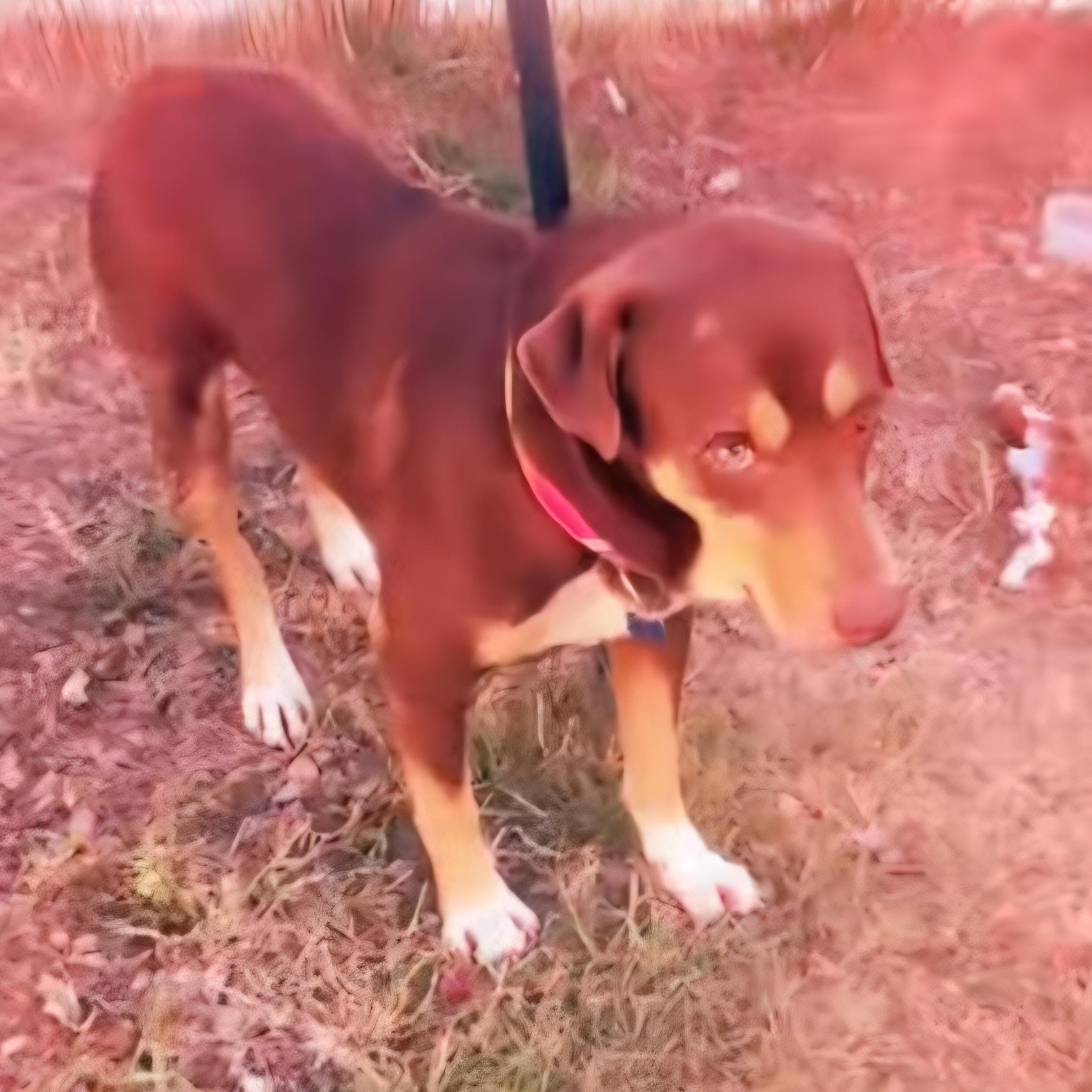 Brownie, a Adoptable mixed breed in Annapolis, MD image 1/4