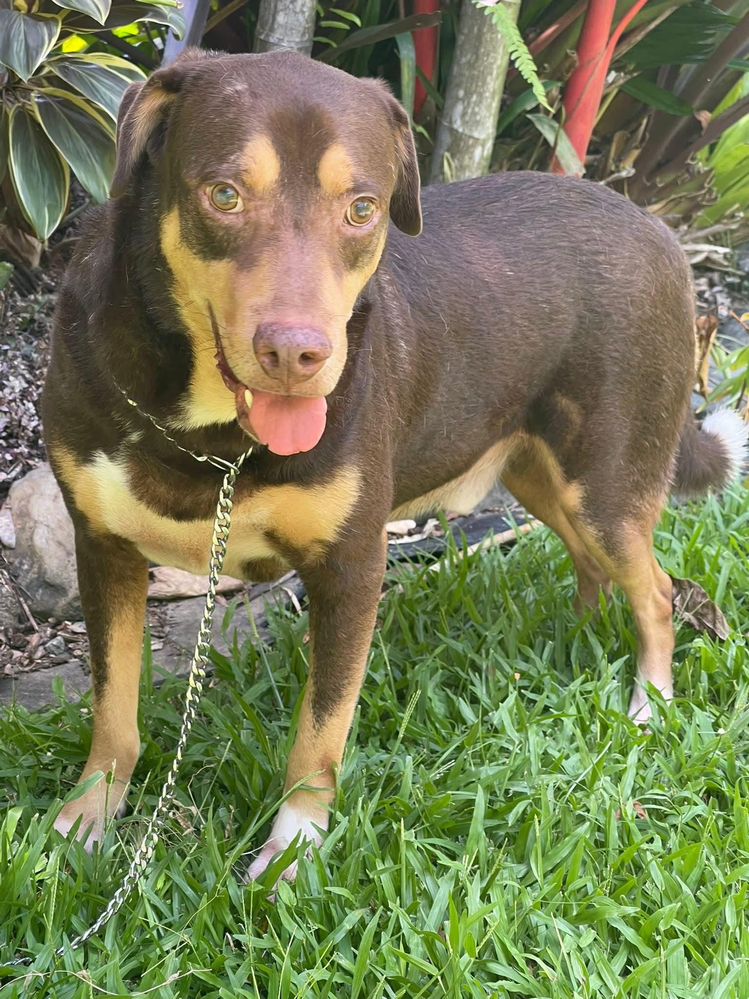 Enlarge Brownie, a Adoptable mixed breed in Annapolis, MD image 4/6