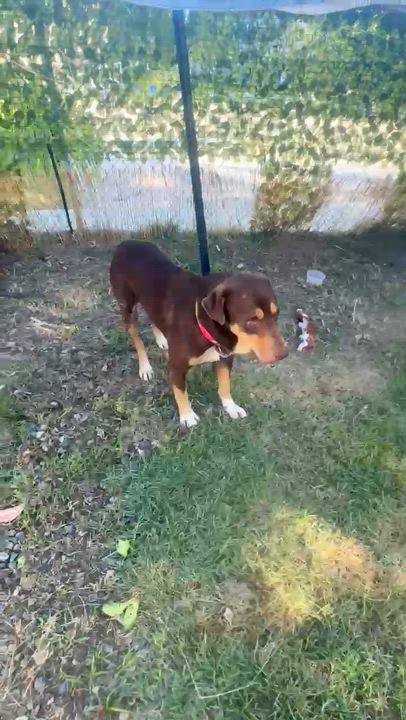 Enlarge Brownie, a Adoptable mixed breed in Annapolis, MD video 4/4