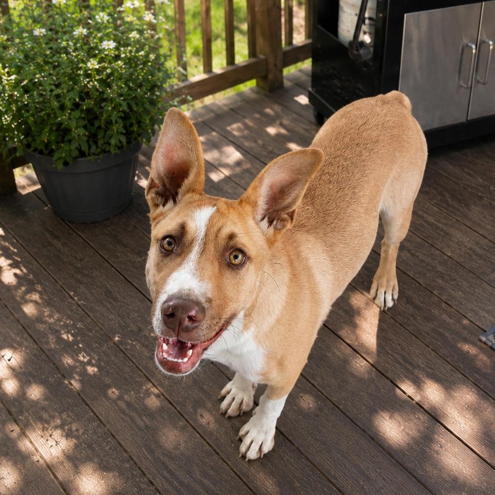 Enlarge Flip, a ADOPTABLE mixed breed in Susanville, CA image 2/2