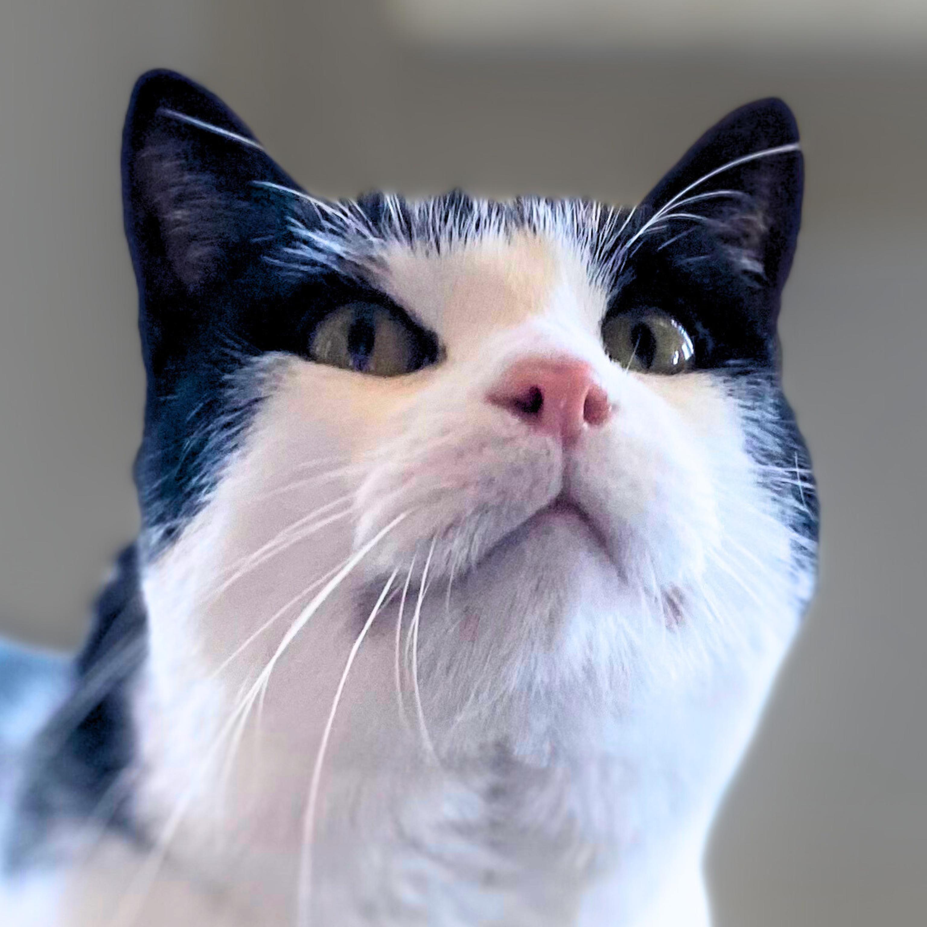 Gherkin (And Dill), a Adoptable mixed breed in Santa Fe, NM image 1/6