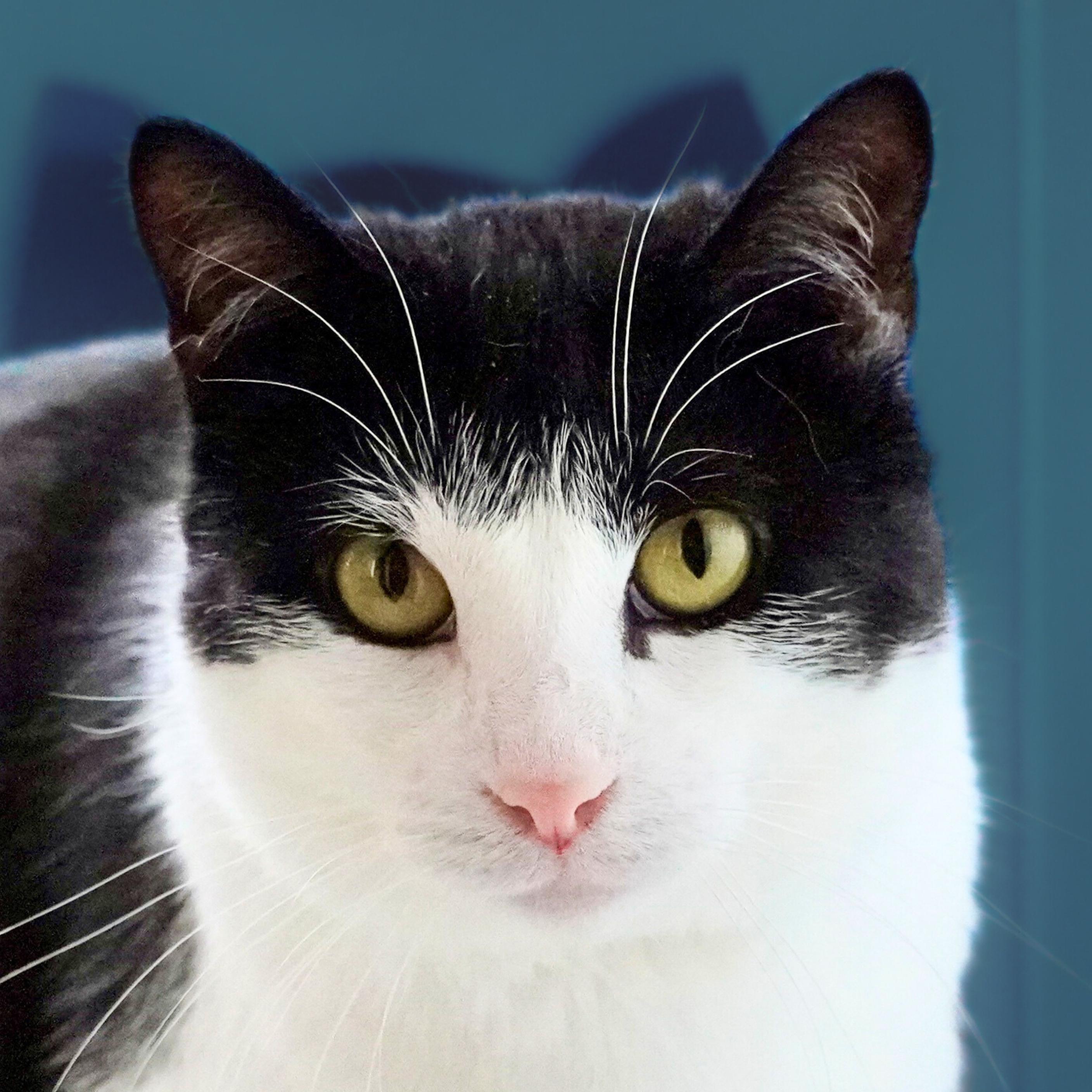 Gherkin (And Dill), Adoptable, Adult Male Domestic Short Hair.
