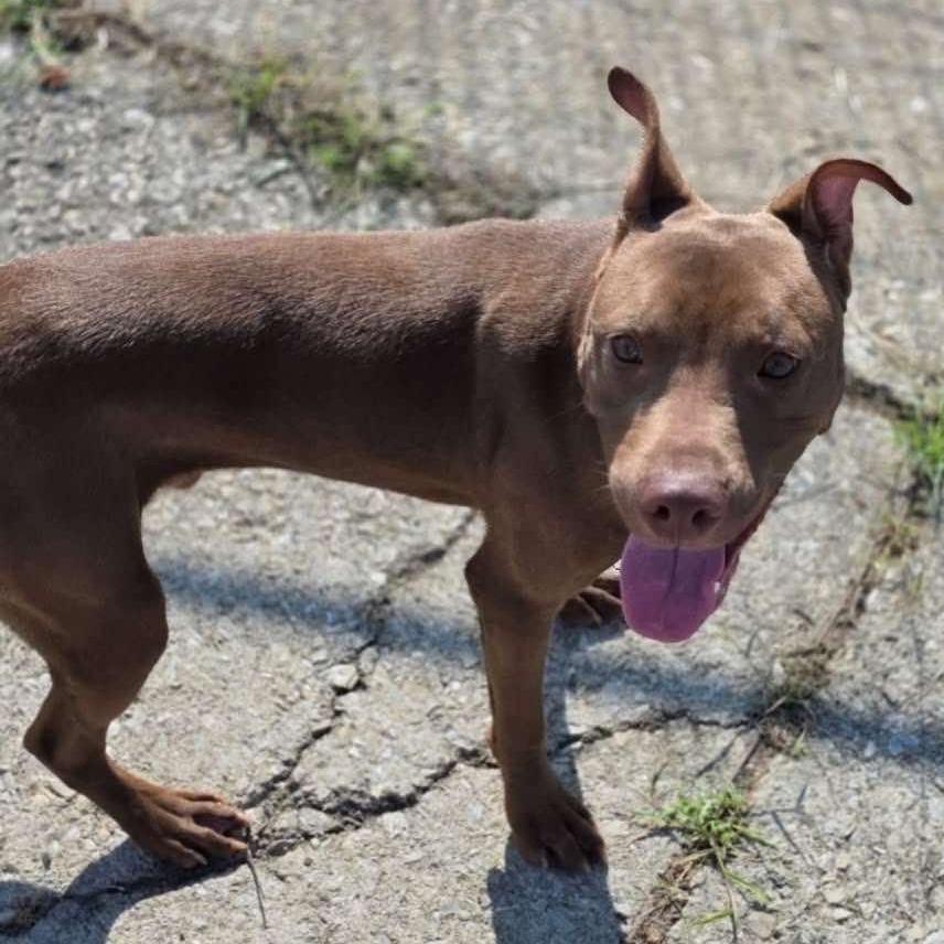 Zaxby, Adoptable, Young Male Mixed Breed.