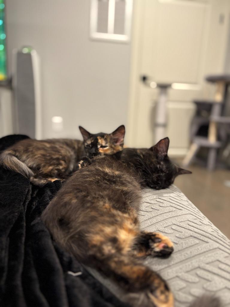 Posh Spice, Adoptable, Kitten Female Tortoiseshell & Domestic Medium Hair.