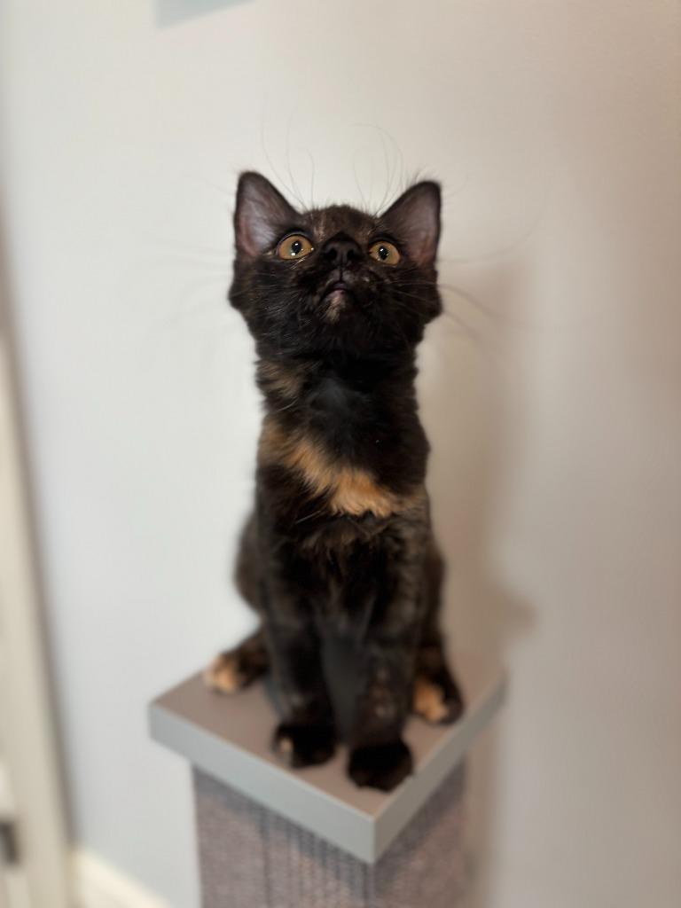 Enlarge Posh Spice, a Adoptable mixed breed in Raleigh, NC image 2/5