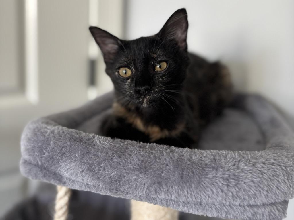 Enlarge Posh Spice, a Adoptable mixed breed in Raleigh, NC image 3/5