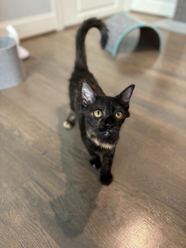 Enlarge Posh Spice, a Adoptable mixed breed in Raleigh, NC image 4/5