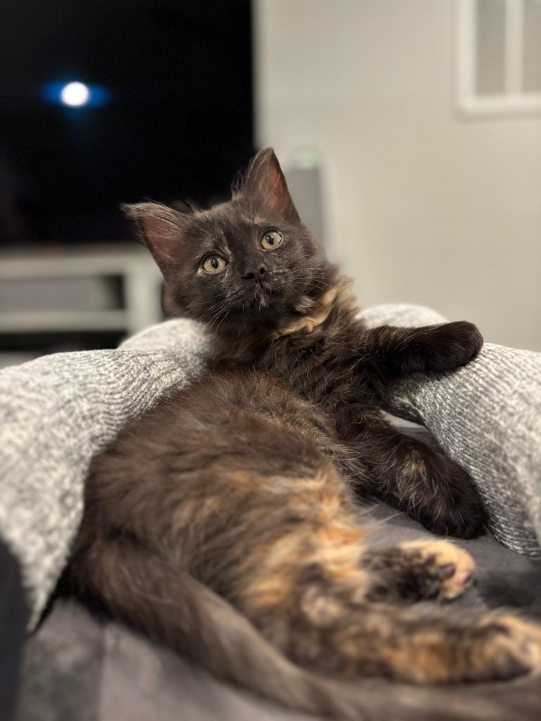 Enlarge Posh Spice, a Adoptable mixed breed in Raleigh, NC image 5/5