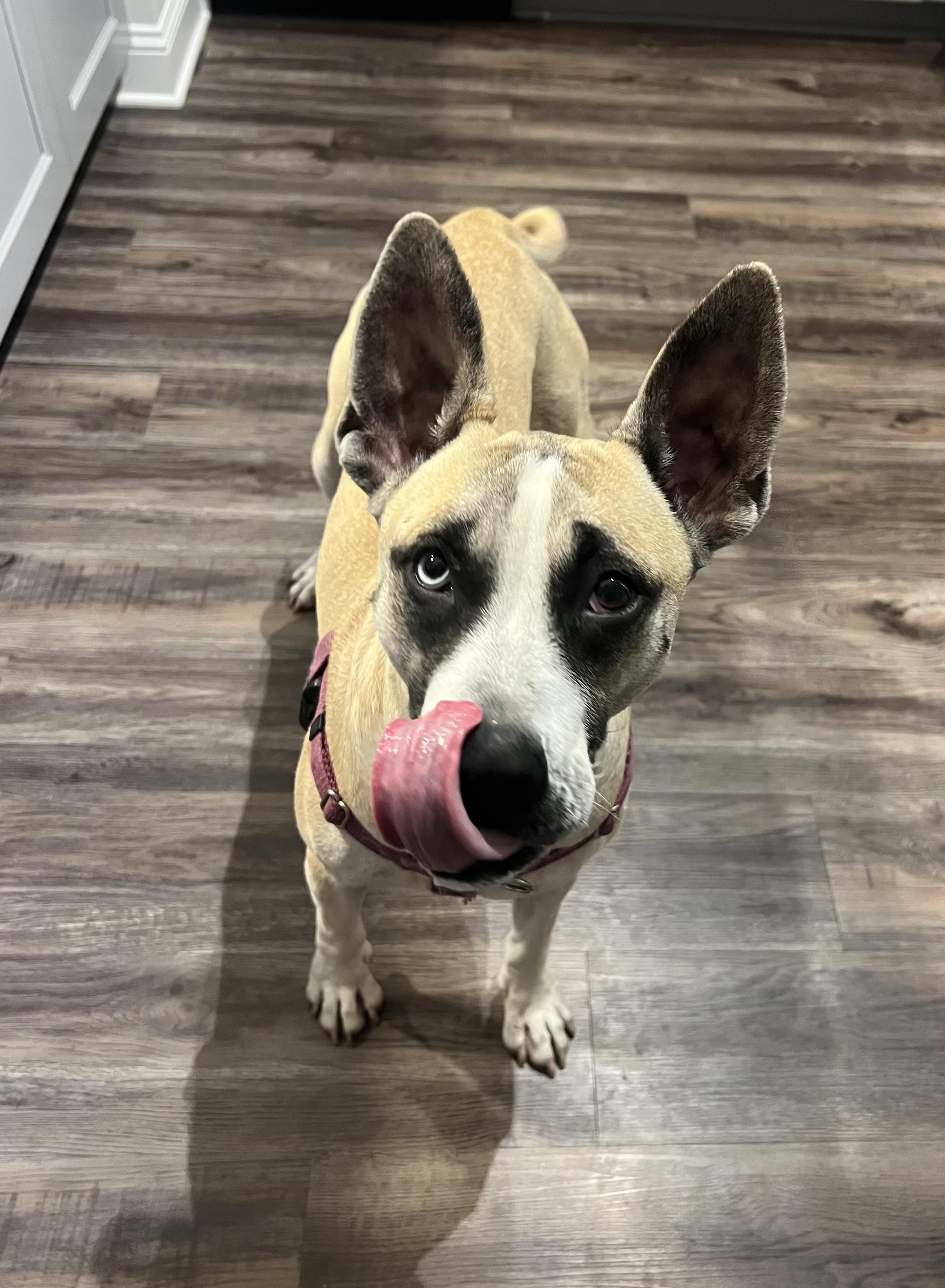 Enlarge Daffodil, a ADOPTABLE mixed breed in Randleman, NC image 2/6