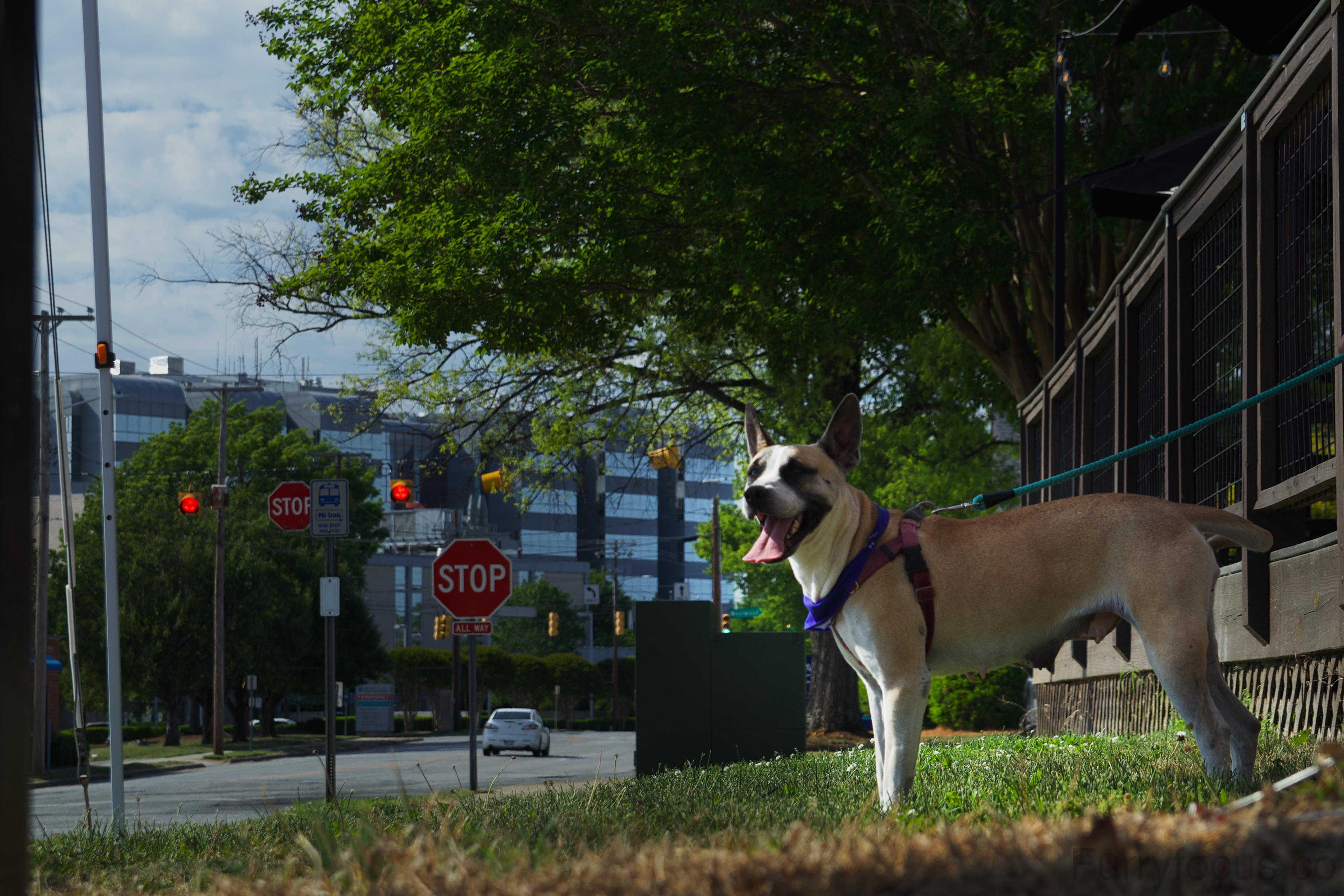 Enlarge Daffodil, a ADOPTABLE mixed breed in Randleman, NC image 5/6