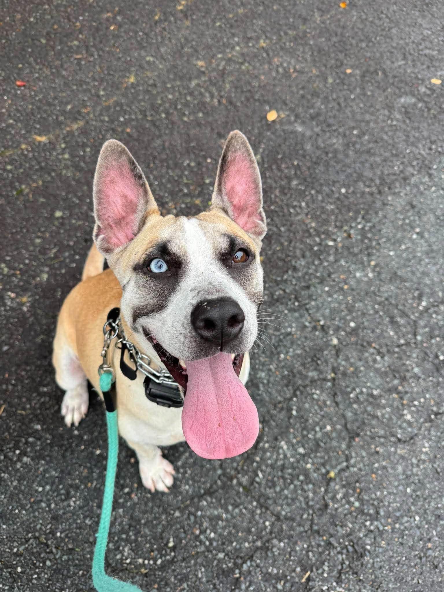 Enlarge Daffodil, a Adoptable mixed breed in Randleman, NC image 1/5
