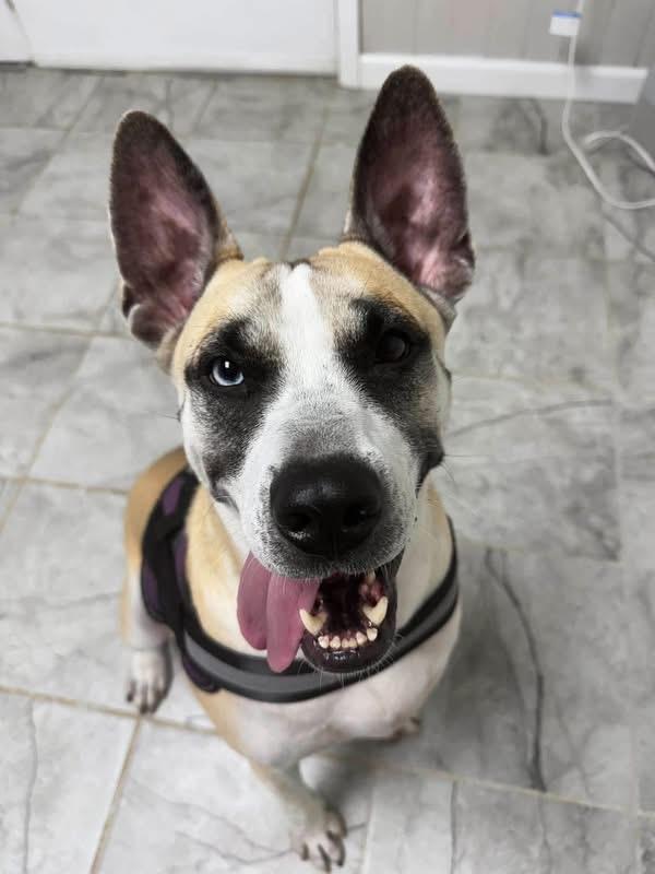 Enlarge Daffodil, a Adoptable mixed breed in Randleman, NC image 5/5