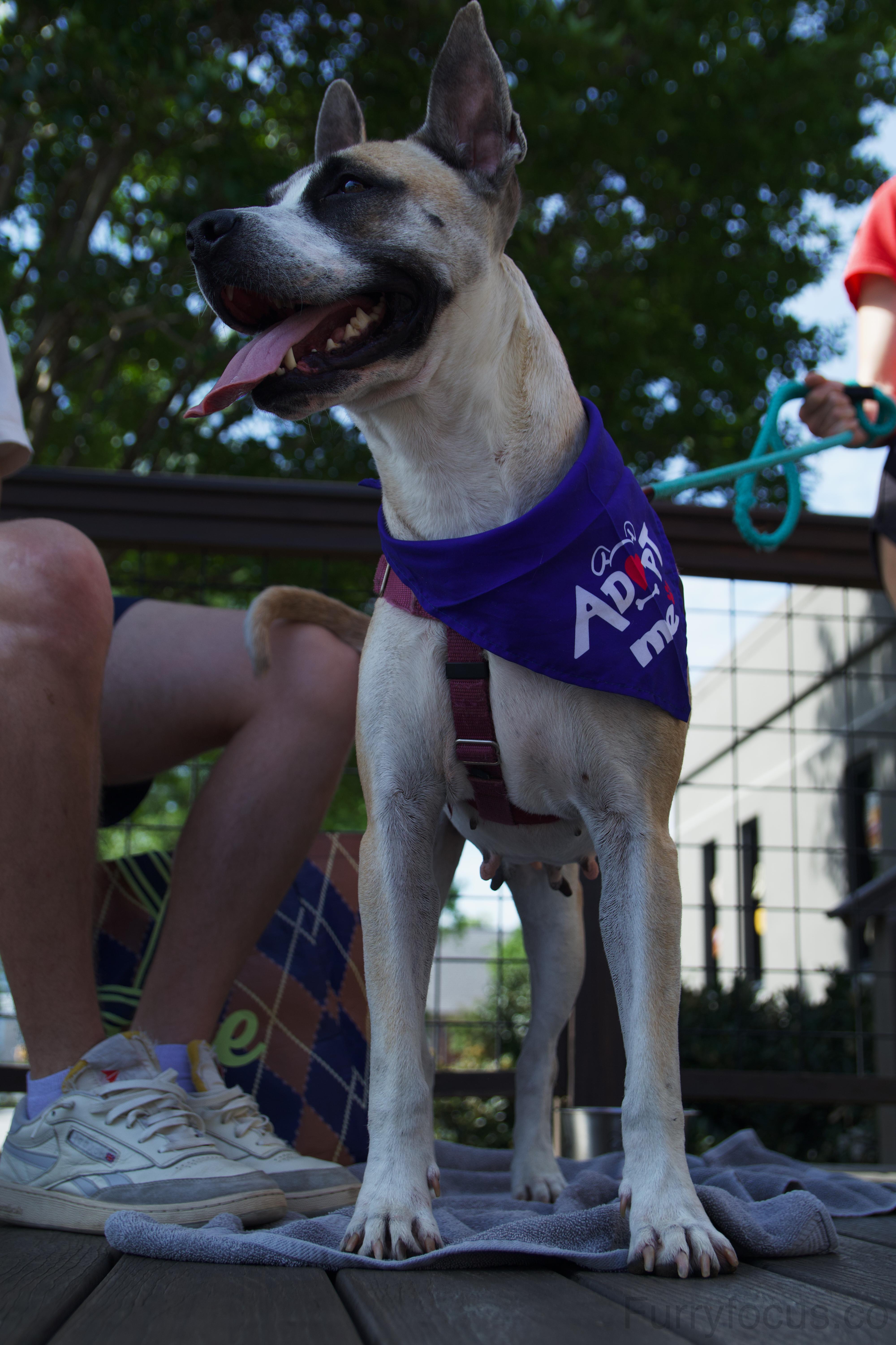 Enlarge Daffodil, a ADOPTABLE mixed breed in Randleman, NC image 4/6