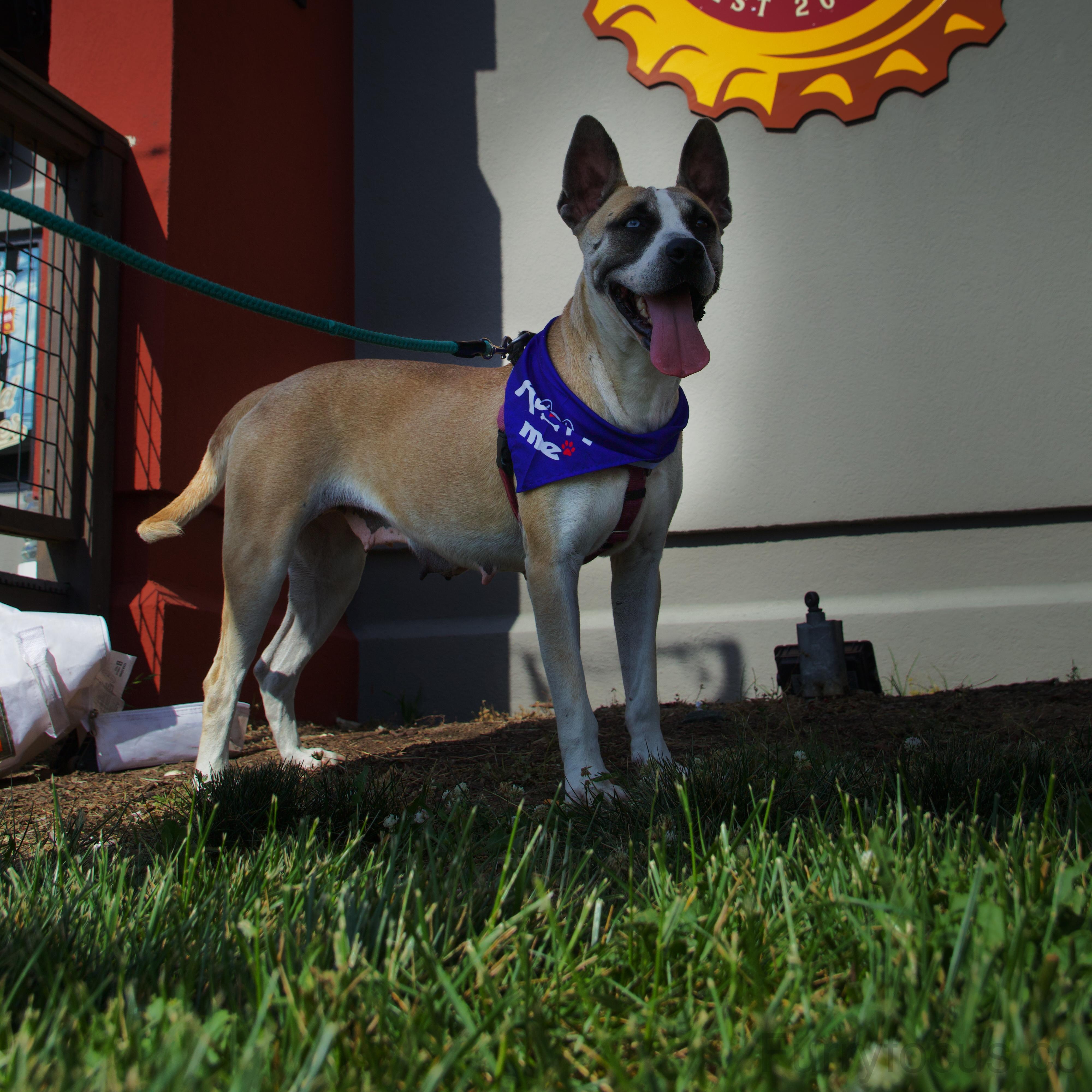 Enlarge Daffodil, a ADOPTABLE mixed breed in Randleman, NC image 6/6