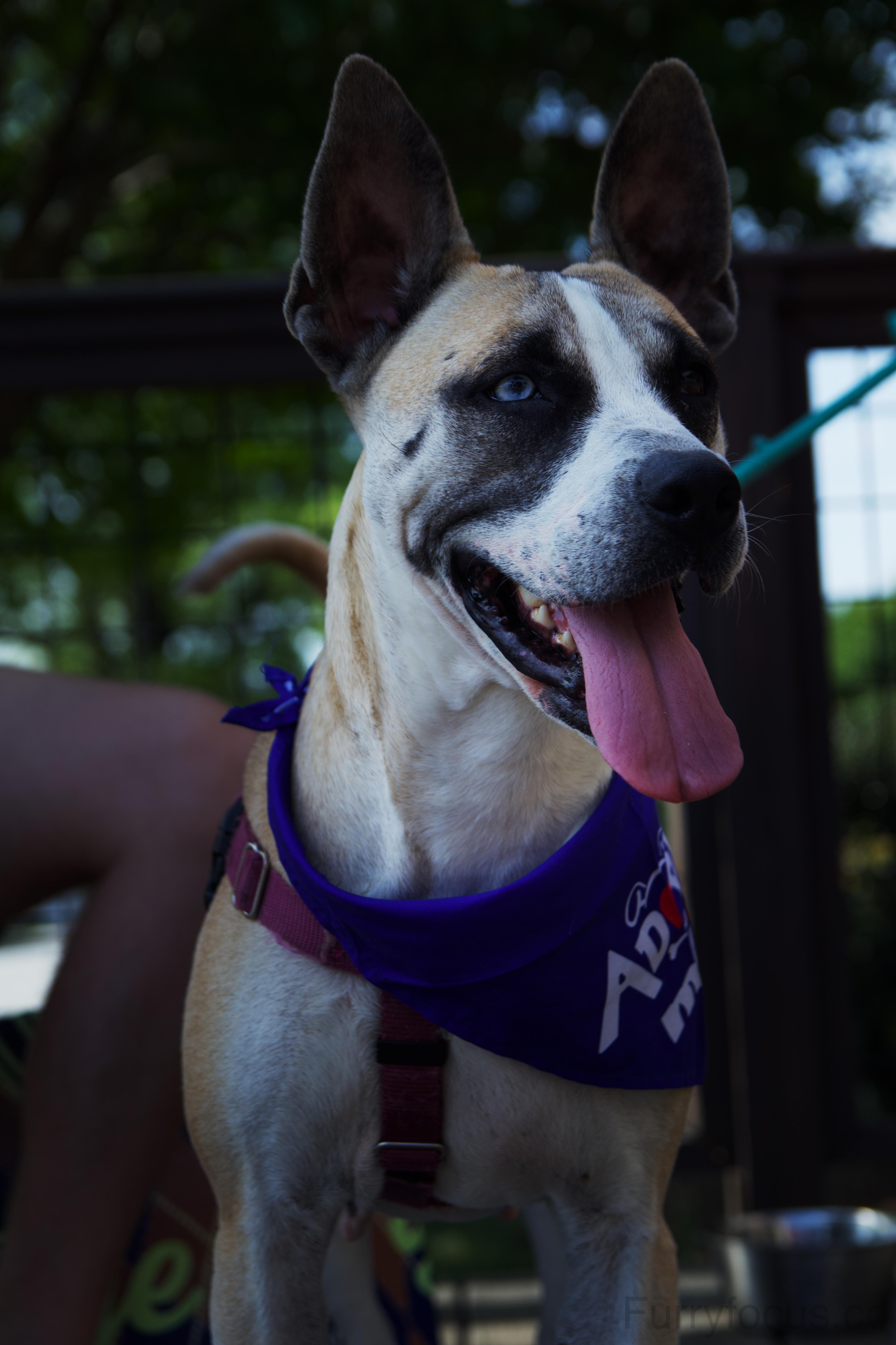 Daffodil, ADOPTABLE, Adult Female Shepherd & Husky.