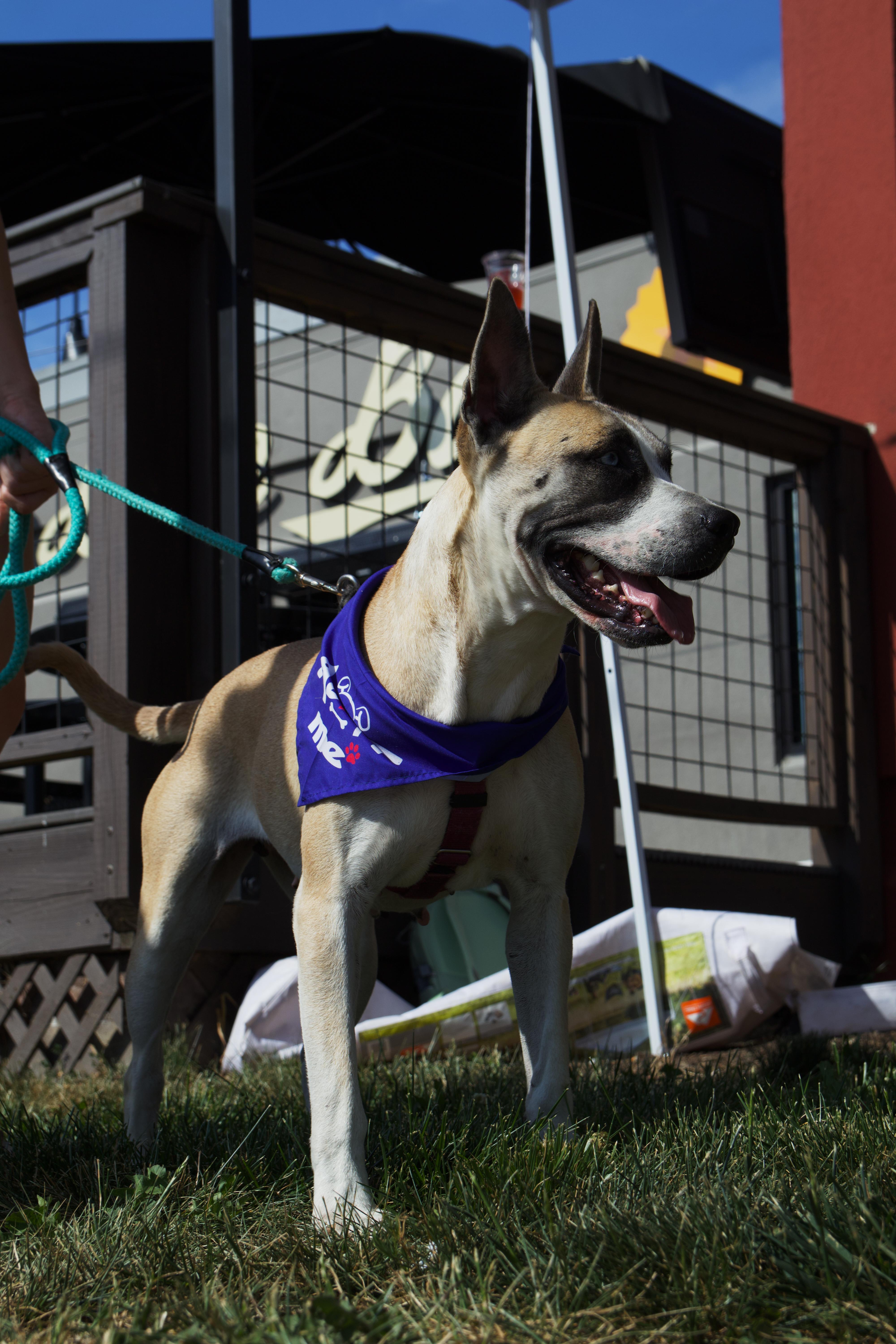 Enlarge Daffodil, a ADOPTABLE mixed breed in Randleman, NC image 3/6