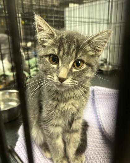 Lotus — thumbnail 2