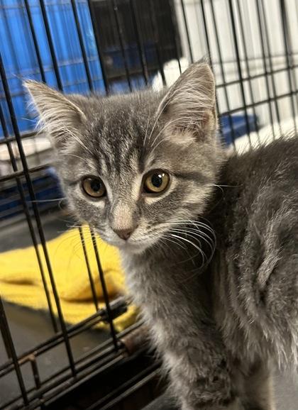 Lotus — thumbnail 4