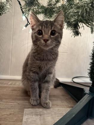 Lotus — thumbnail 5