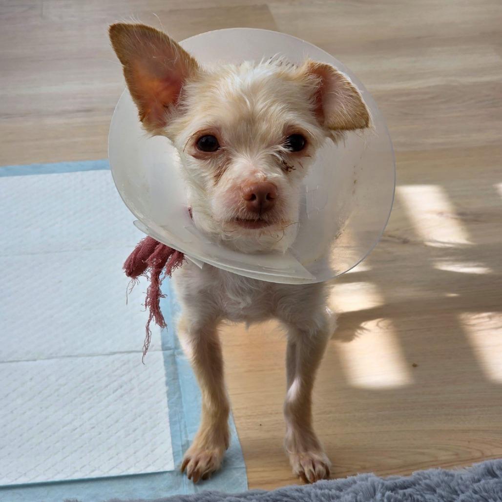 Granita, Adoptable, Adult Male Yorkshire Terrier & Chihuahua.