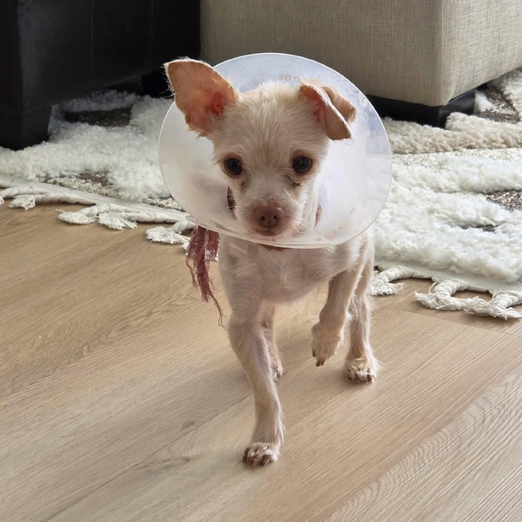 Enlarge Granita, a Adoptable mixed breed in Woodinville, WA image 3/5