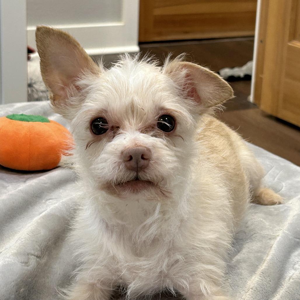 Granita, Adoptable, Adult Male Yorkshire Terrier & Chihuahua.