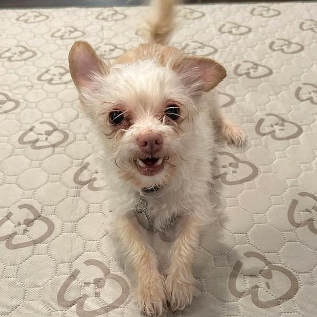 Enlarge Granita, a Adoptable mixed breed in Woodinville, WA image 2/6