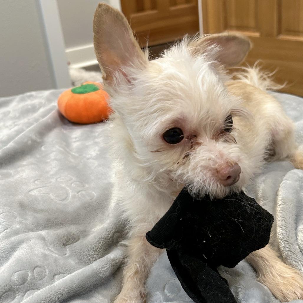 Enlarge Granita, a Adoptable mixed breed in Woodinville, WA image 2/6