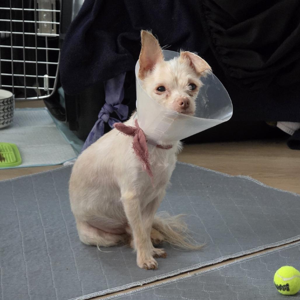 Enlarge Granita, a Adoptable mixed breed in Woodinville, WA image 4/5