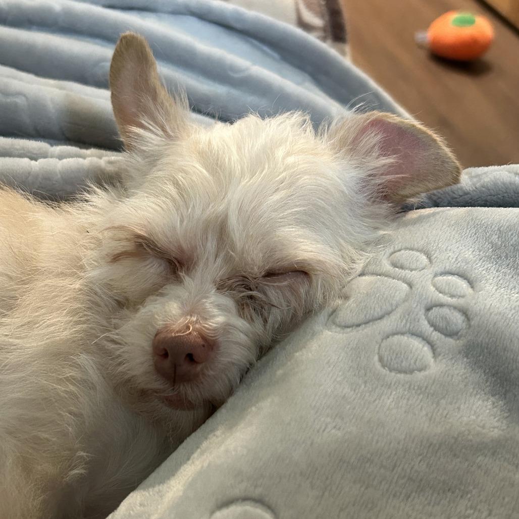 Enlarge Granita, a Adoptable mixed breed in Woodinville, WA image 3/6