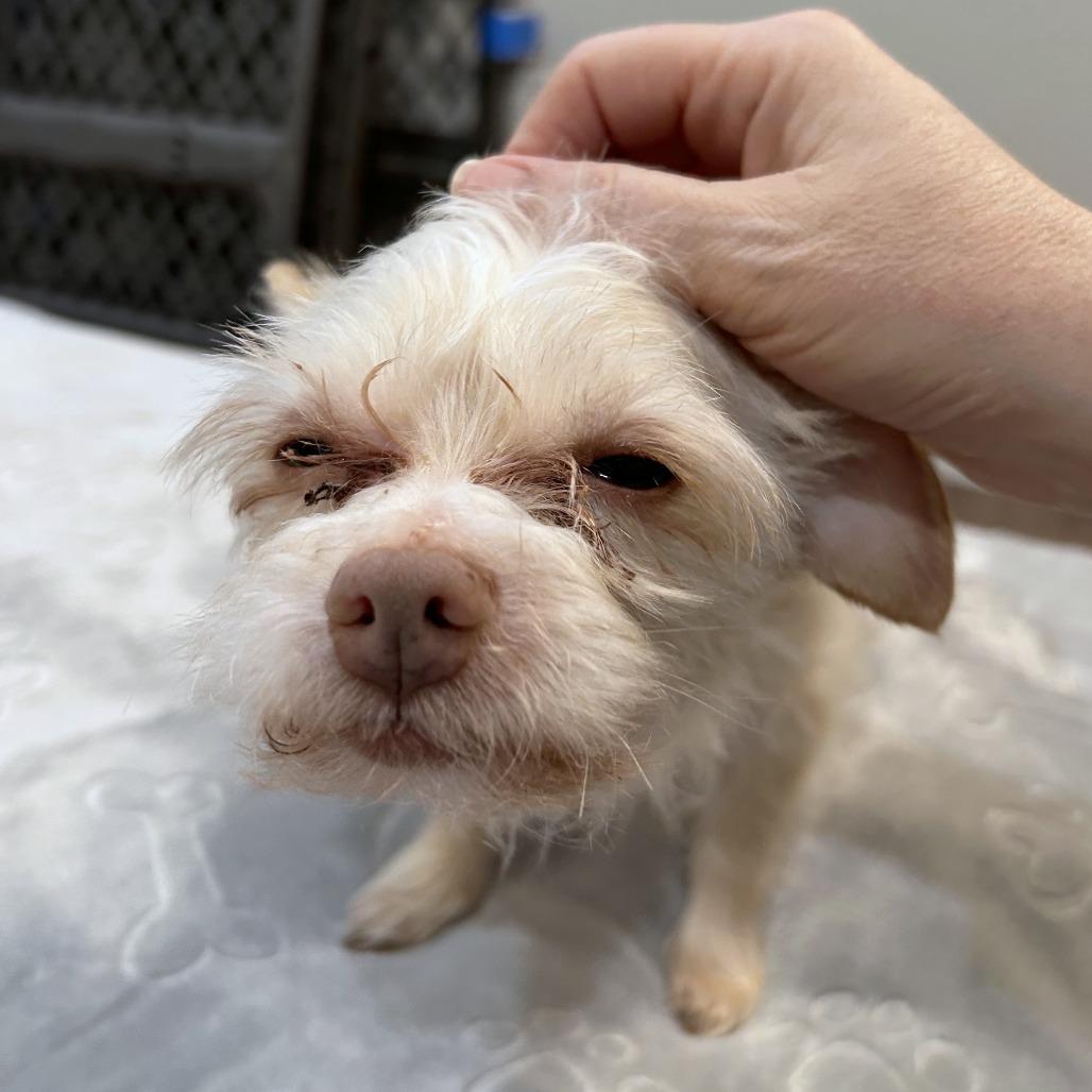 Enlarge Granita, a Adoptable mixed breed in Woodinville, WA image 4/6