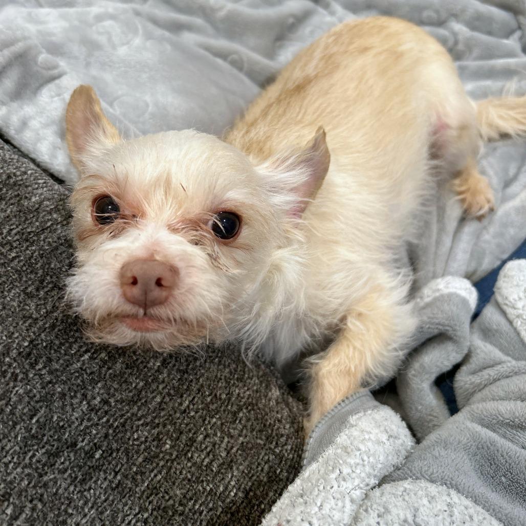 Enlarge Granita, a Adoptable mixed breed in Woodinville, WA image 5/6