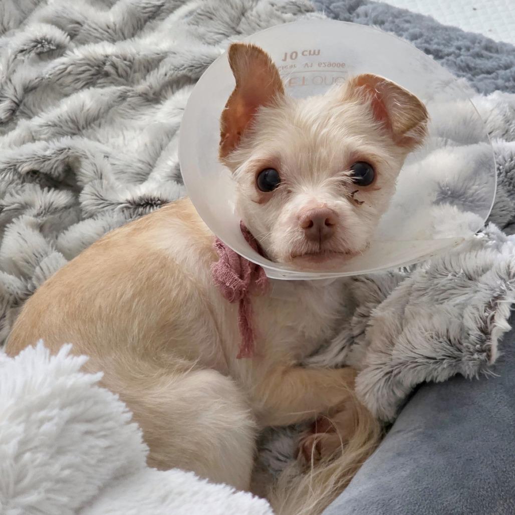 Enlarge Granita, a Adoptable mixed breed in Woodinville, WA image 5/5