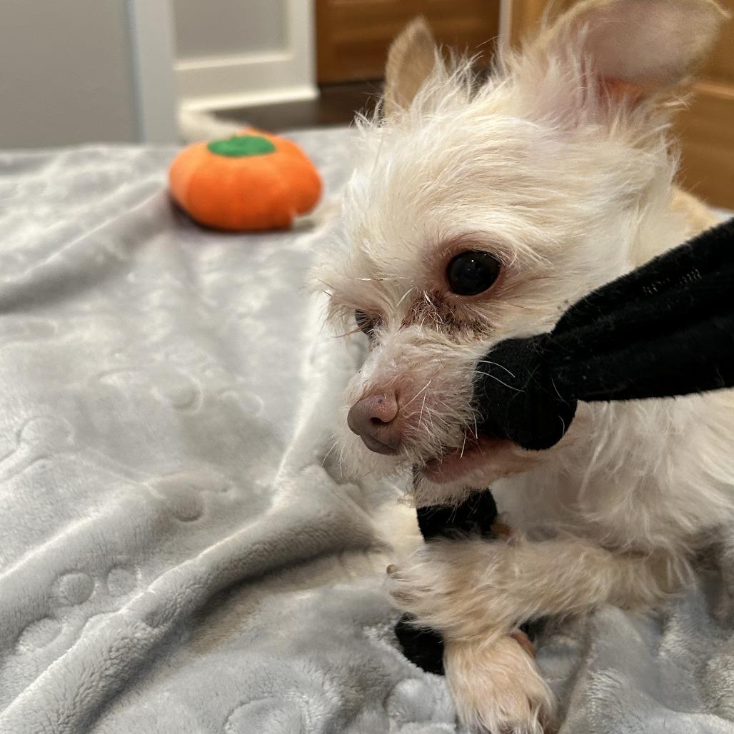 Enlarge Granita, a Adoptable mixed breed in Woodinville, WA image 6/6