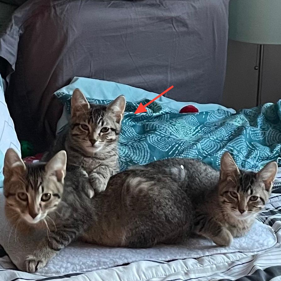 Dolly - Bonded to Bobby, Adoptable, Young Female Domestic Short Hair.