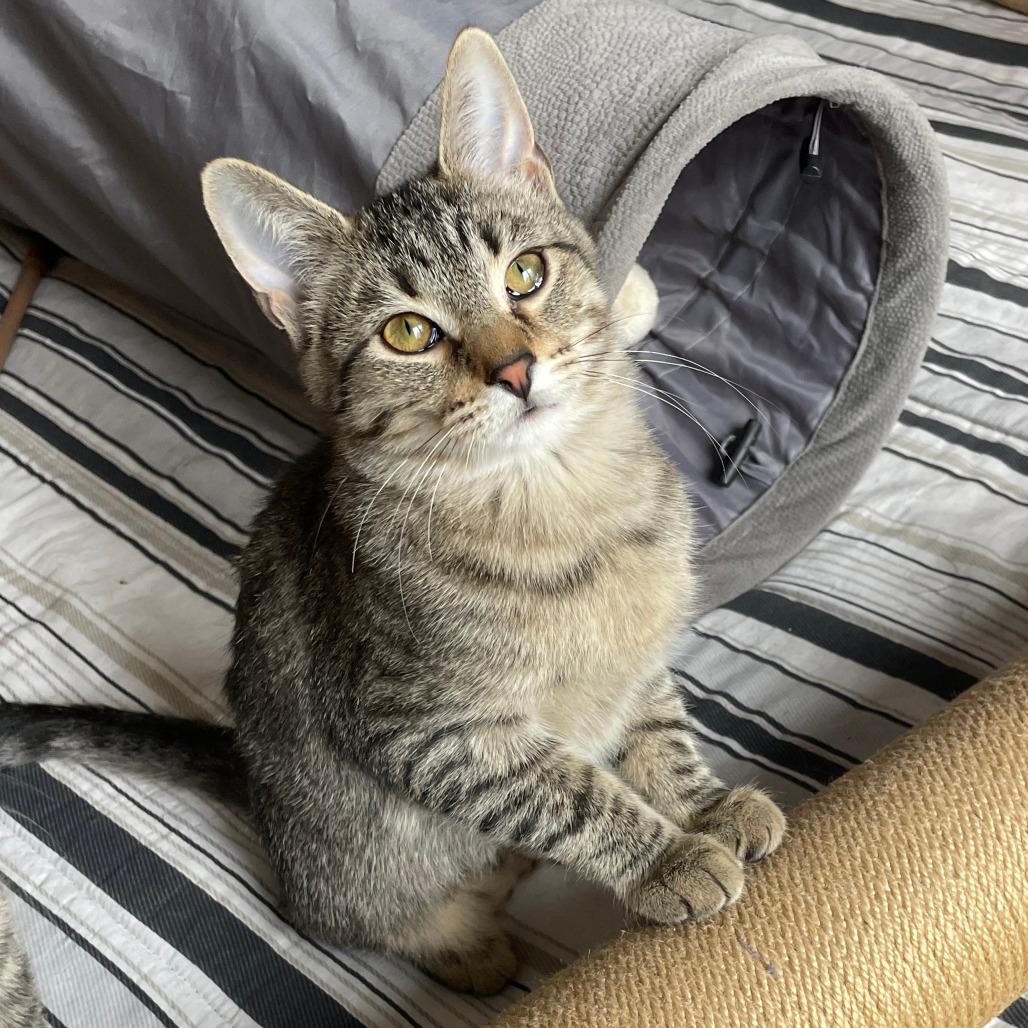 Enlarge Dolly - Bonded to Bobby, a Adoptable Domestic Short Hair in Middleton, WI image 2/3