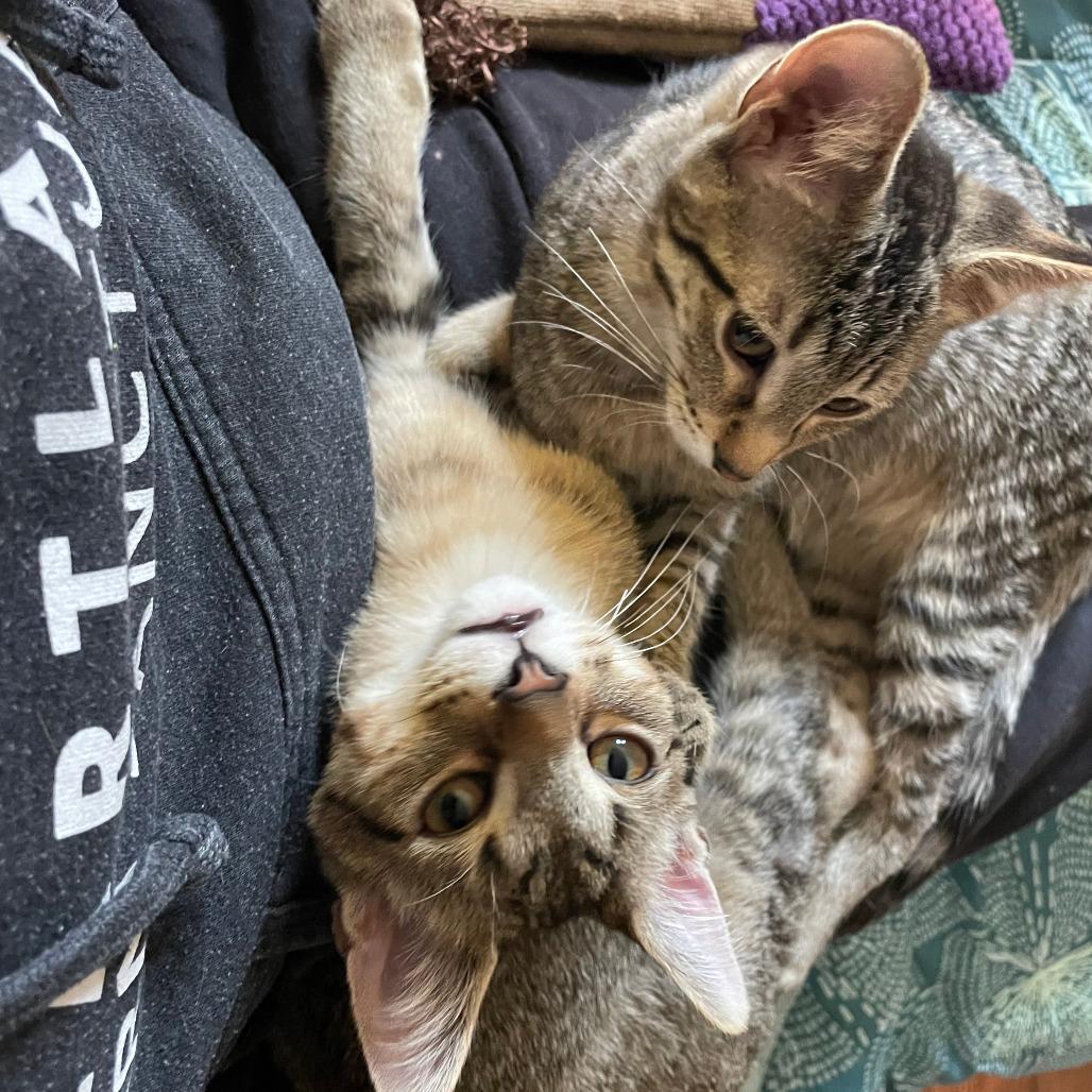 Enlarge Dolly - Bonded to Bobby, a Adoptable Domestic Short Hair in Middleton, WI image 3/3