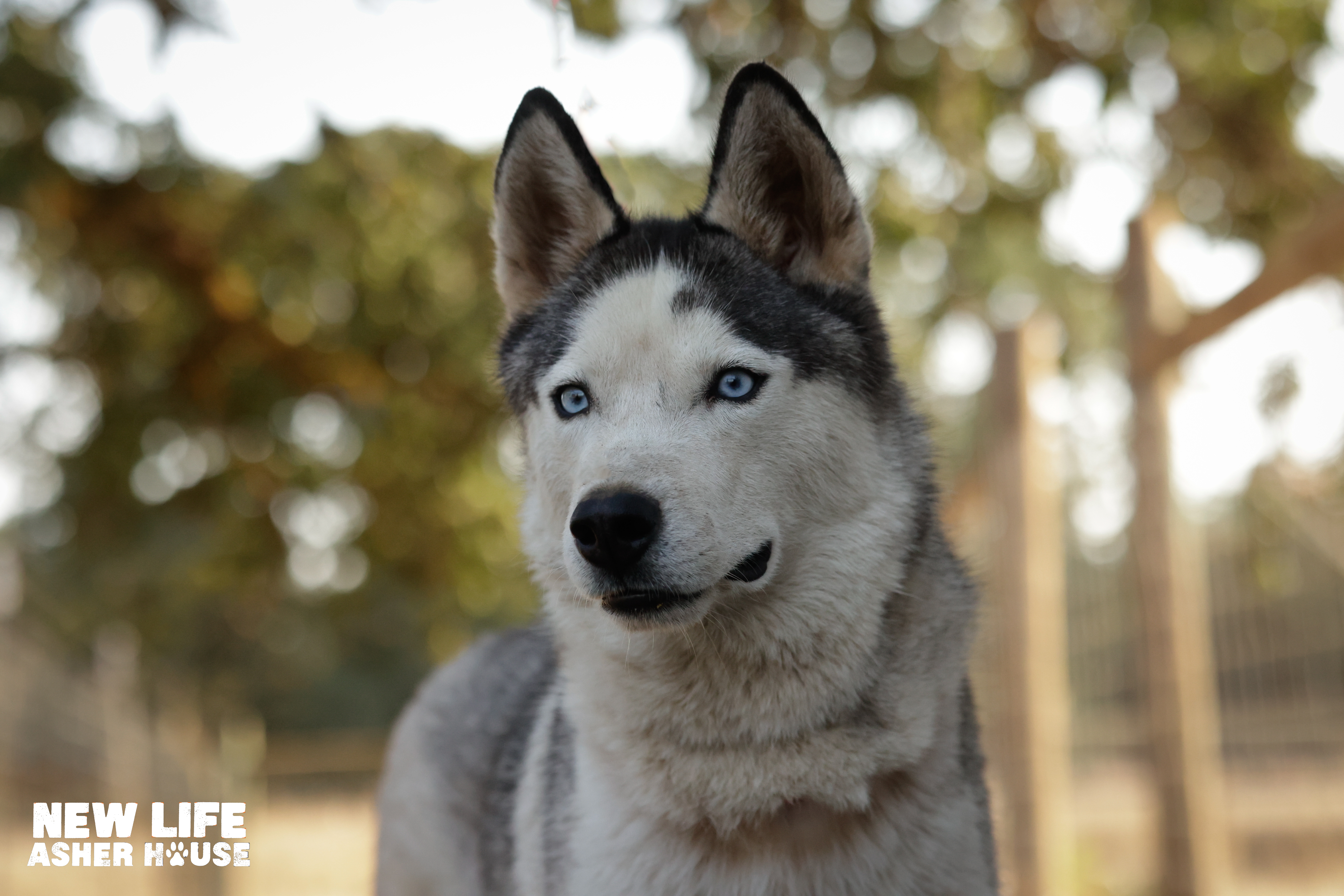 Mr Mini, a Adoptable Siberian Husky in Portland, OR image 2/6