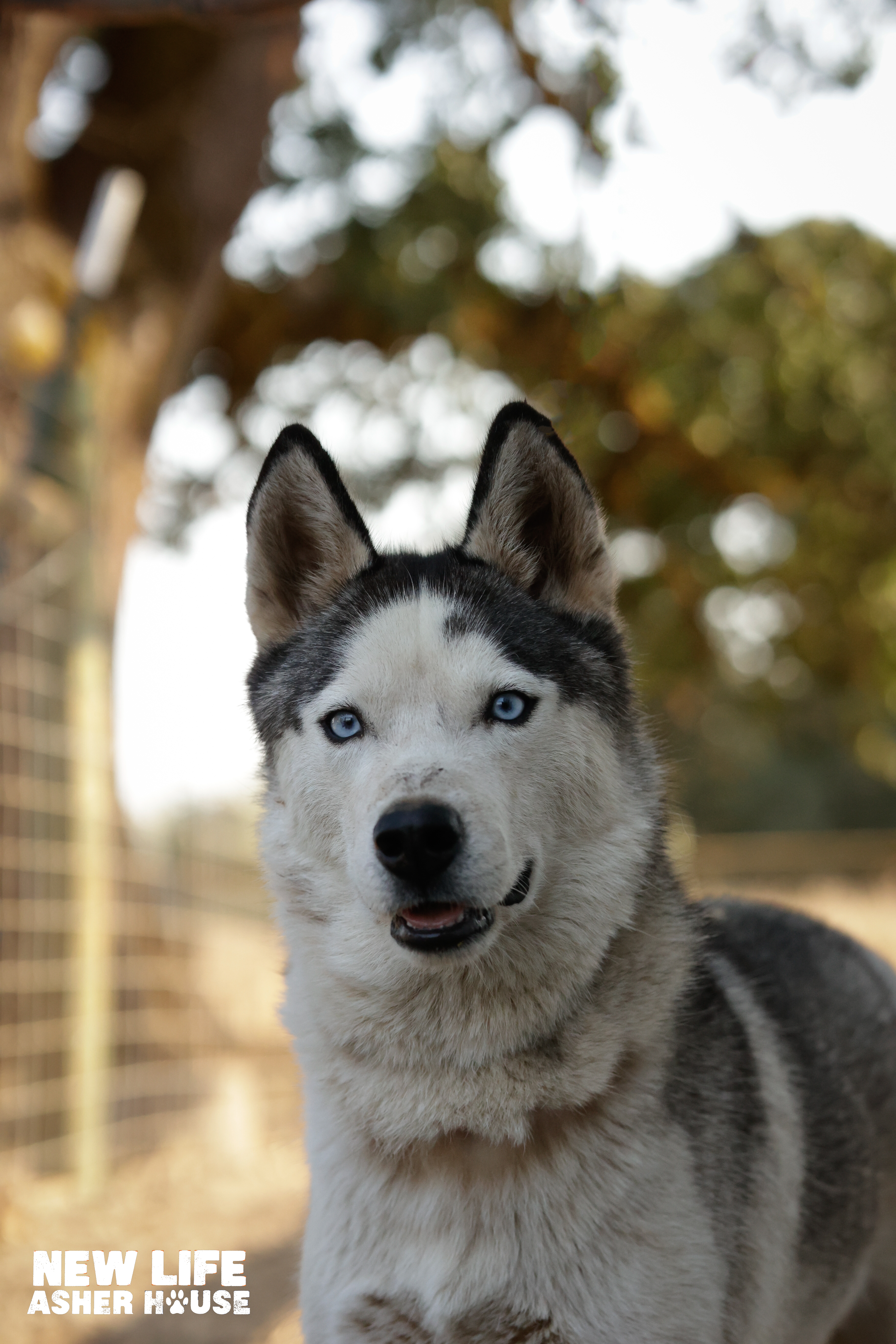 Mr Mini, a Adoptable Siberian Husky in Portland, OR image 1/6