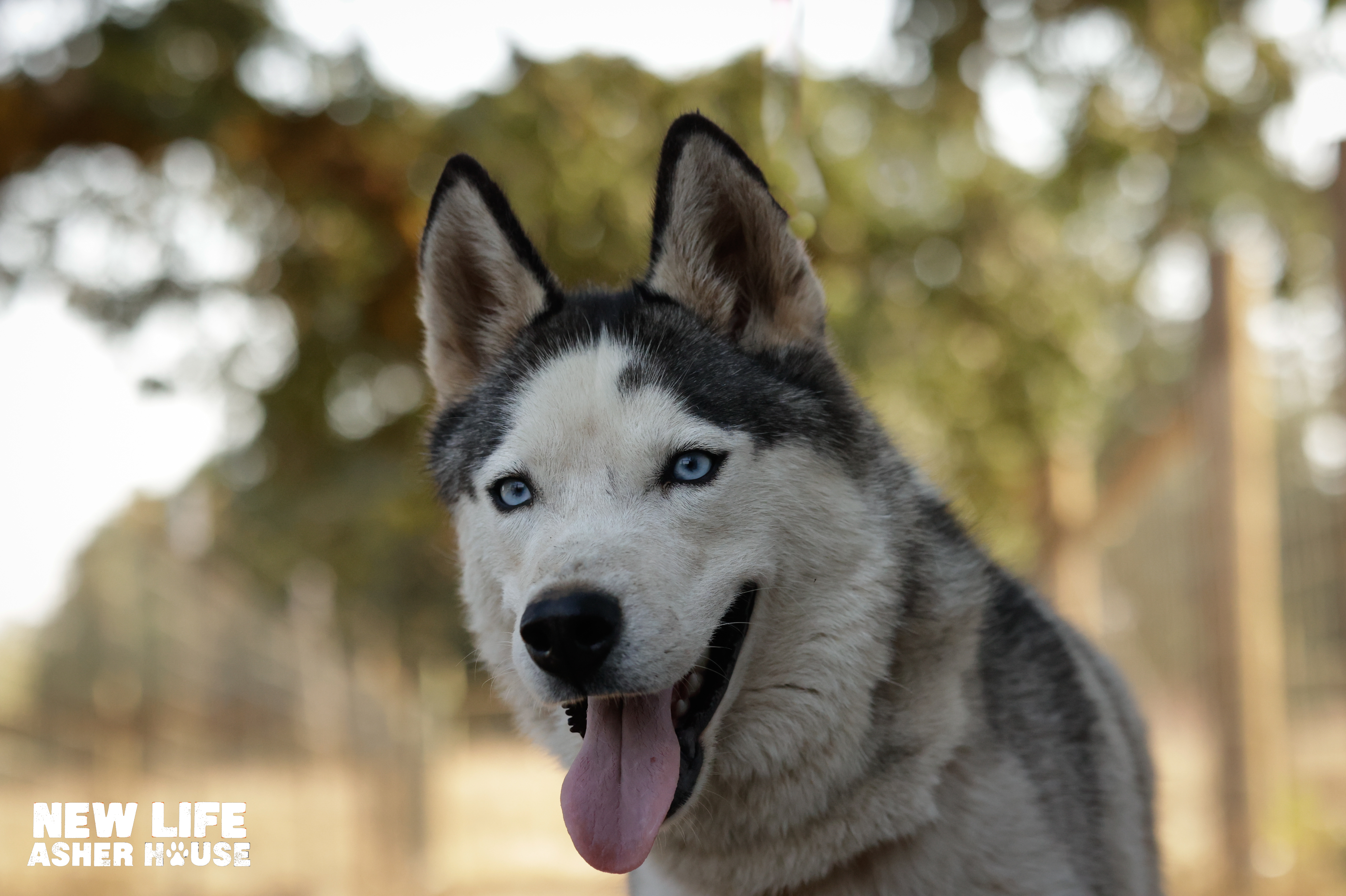 Mr Mini, a Adoptable Siberian Husky in Portland, OR image 3/6
